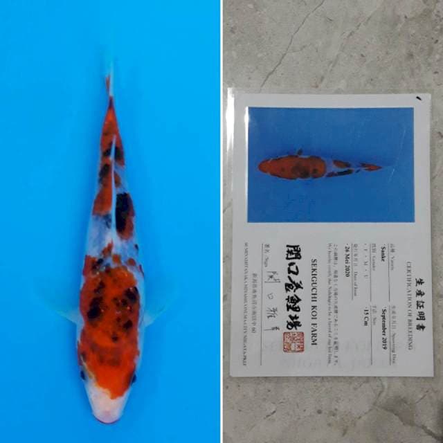 Sekiguchi sanke 16cm sertifikat