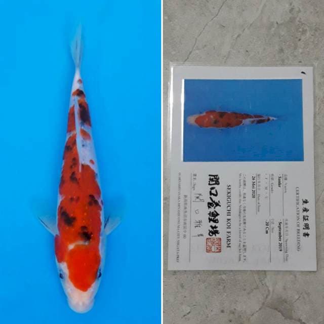 Sekiguchi sanke 20cm sertifikat