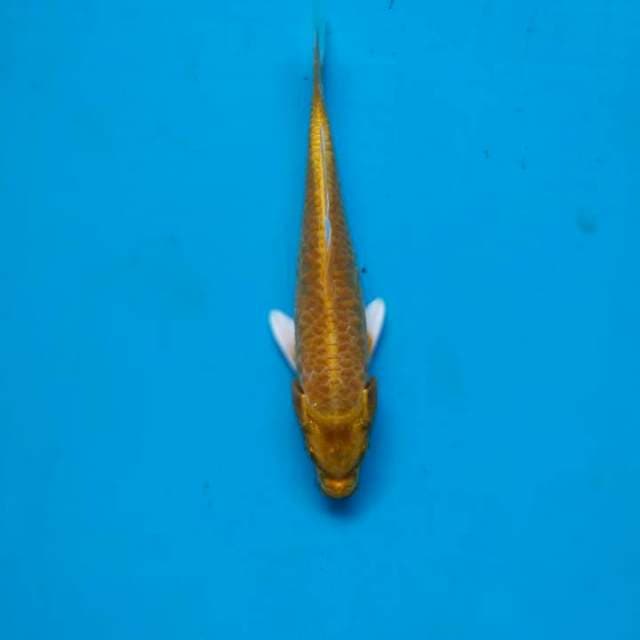 Yamabuki ogon