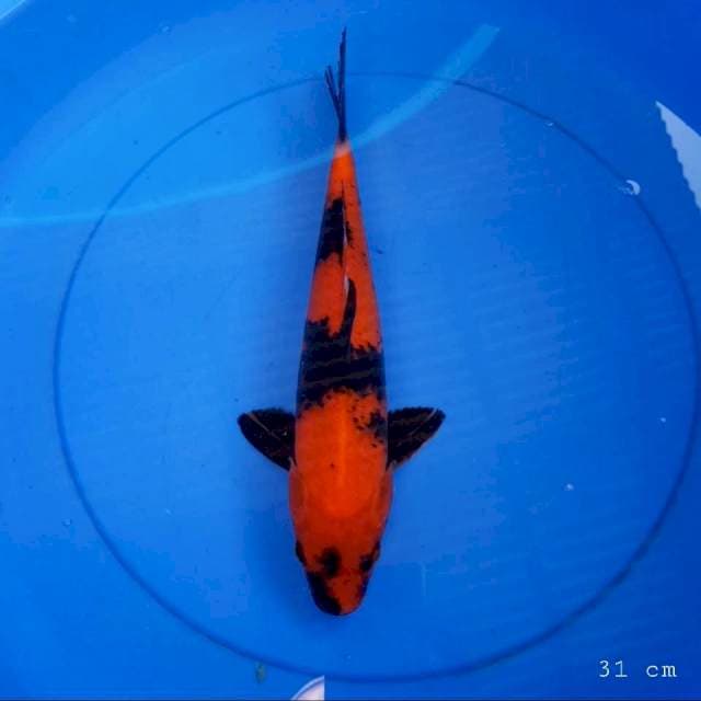 Hi utsuri 31 cm