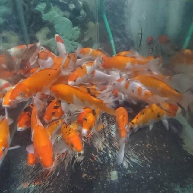 50 ekor Pasar mix 21-24 cm