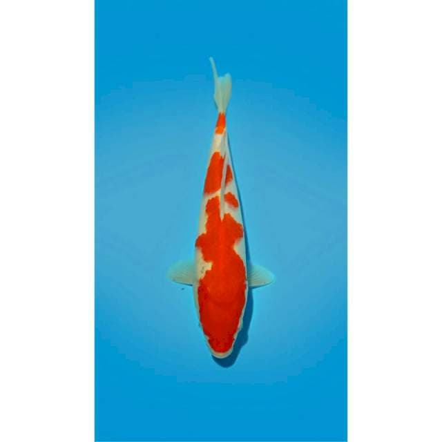 KOINS_KOHAKU POLA UNIK_26CM