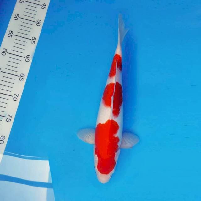 TAISHA 1 - KOHAKU ®