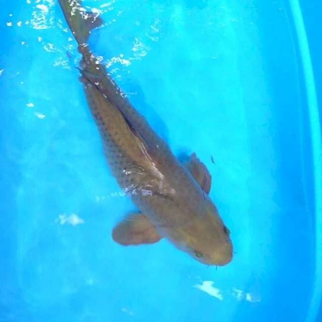 Chagoi 50cm