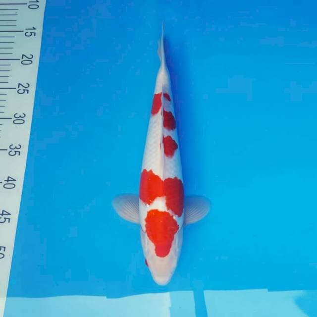 TAISHA 9 - KOHAKU ®