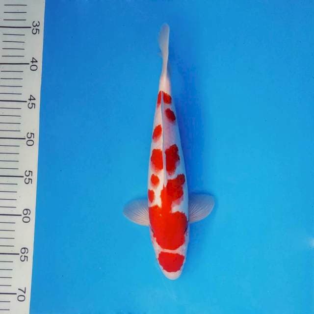 TAISHA 14 - KOHAKU SAKURA ®