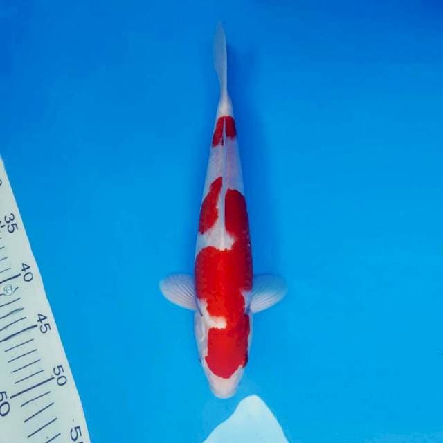 TAISHA 15 - KOHAKU ®