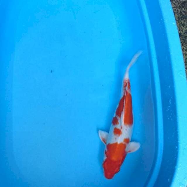 Orenji Hariwake 39cm