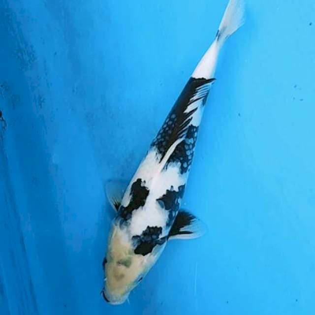 Siro motogoro Sumi tebal