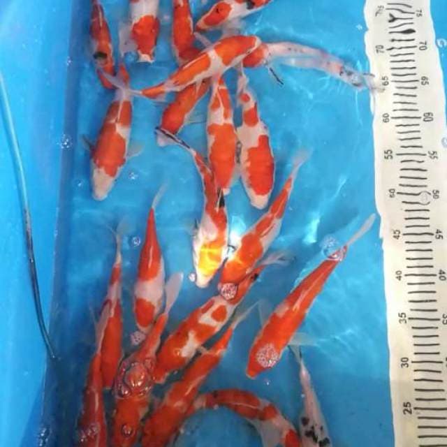 Mix sanke kohaku 18-27 cm