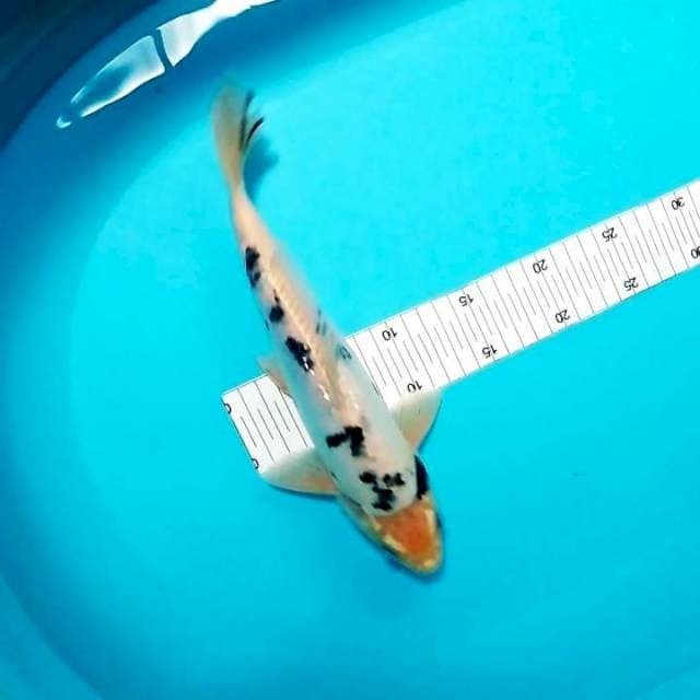 Bekko 30cm