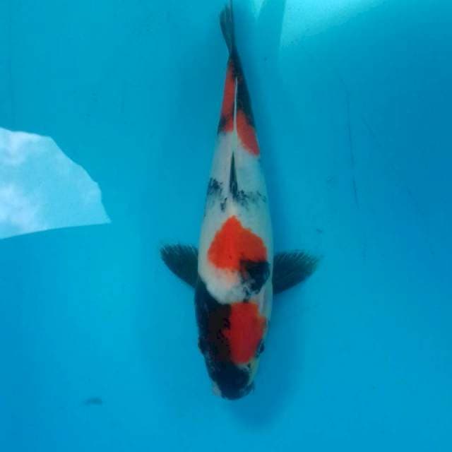 Showa, male 26 cm