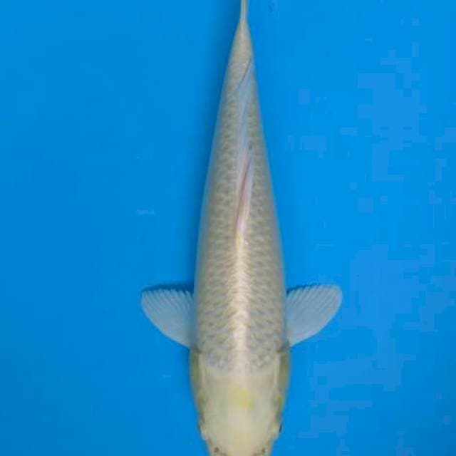 Yamabuki ogon 34 cm