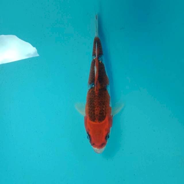 Goshiki, 22 cm