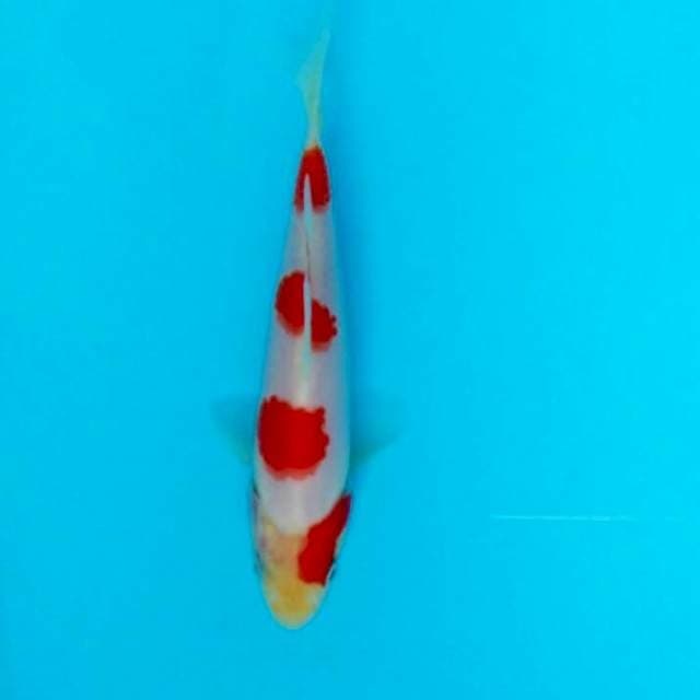 MALE KOHAKU 15cm. body shape bakat jumbo