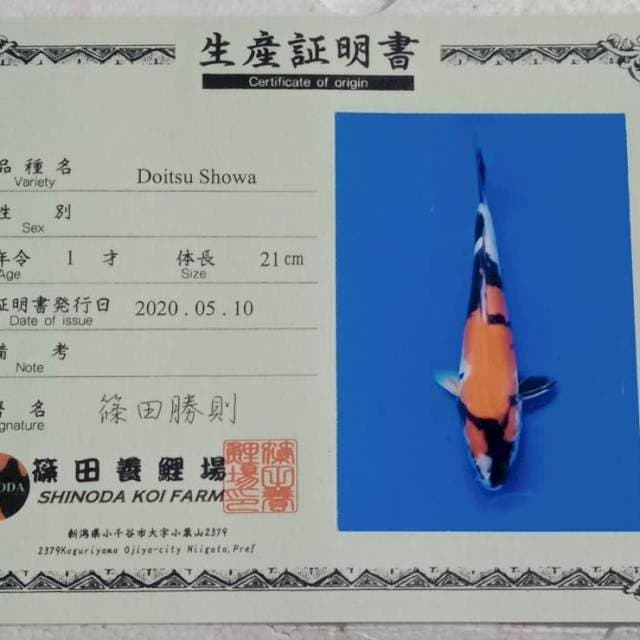 Doitsu showa shinoda farm tosai