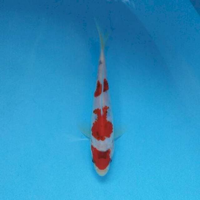 Sanke tatesita. male 17cm.