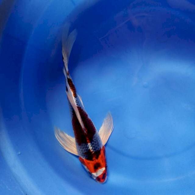 Kujaku kumpay 27cm
