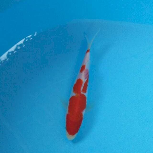 male kohaku 17cm