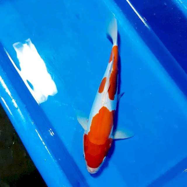 Doit 36cm male