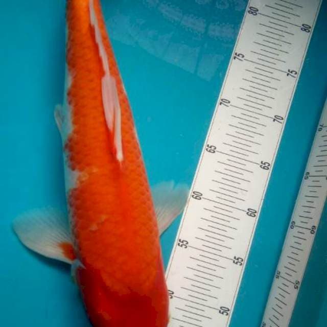Kohaku