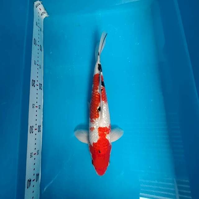 Sanke 32cm