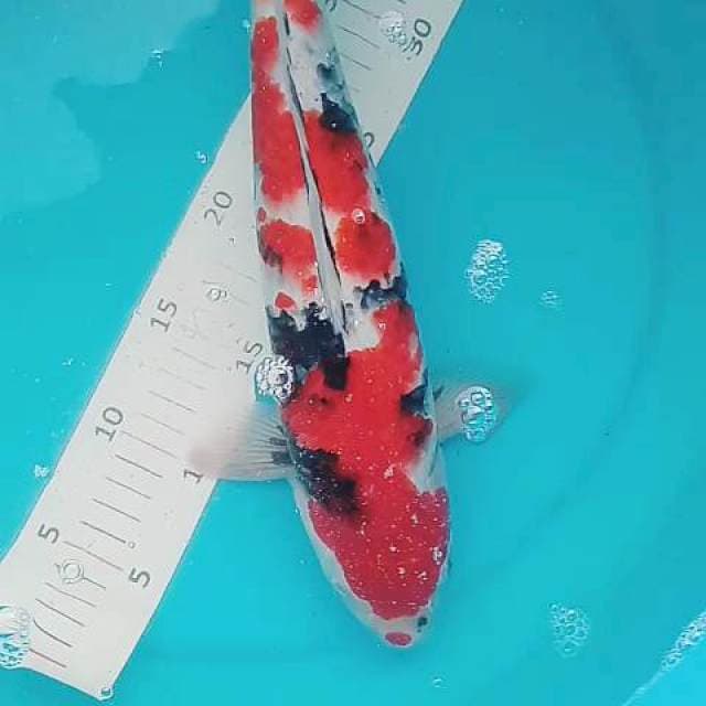 Showa male 35 cm