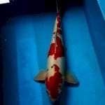 Male 46cm..Doitsu murni..