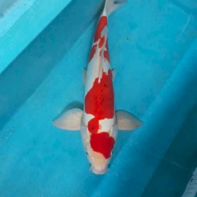 MALE 50CM..DOITSU MURNI..