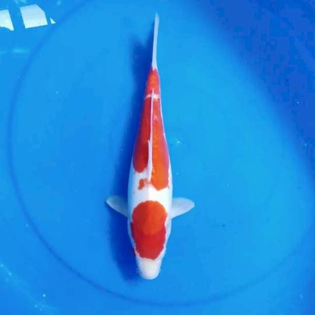Kohaku dhoitsu good body