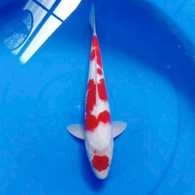 Kohaku maruten original red 