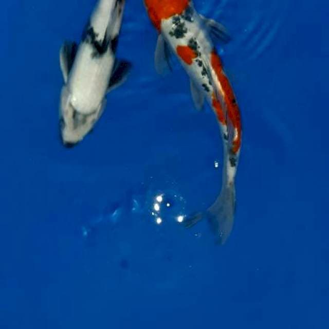 Mix koi showa. Shiro