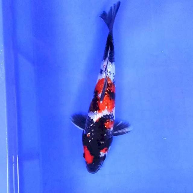 3. Showa Ginrin || 25 cm || Jantan