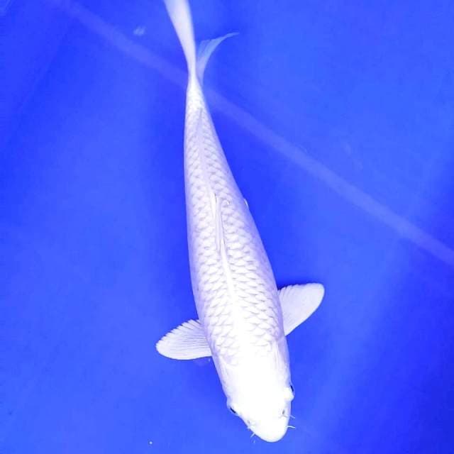 4. Platinum Susu || 32 cm