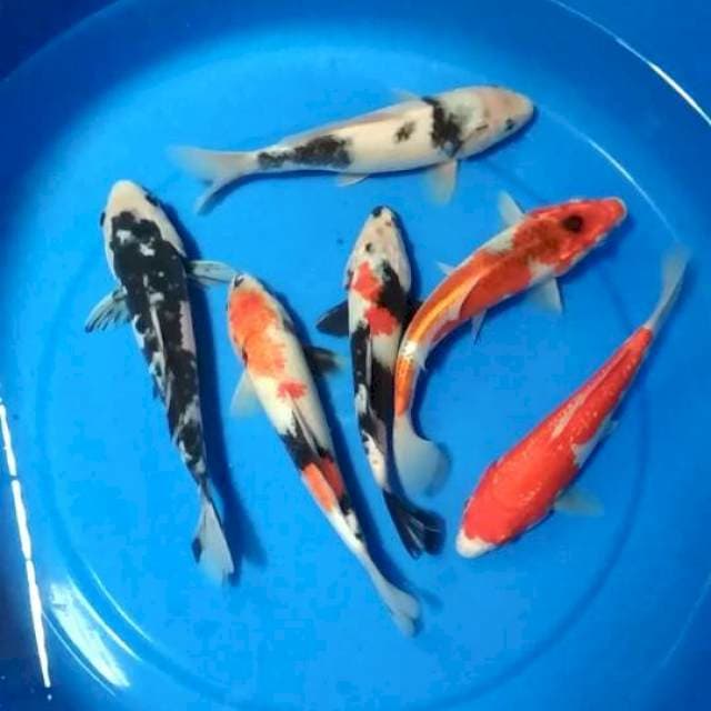 Mix 25 bu 6 ekor