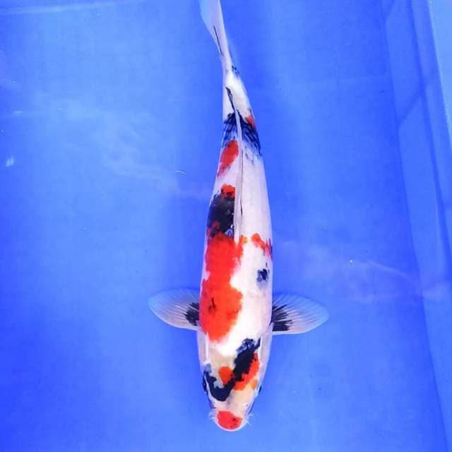 6. Kindai Showa Motogoro || 37 cm