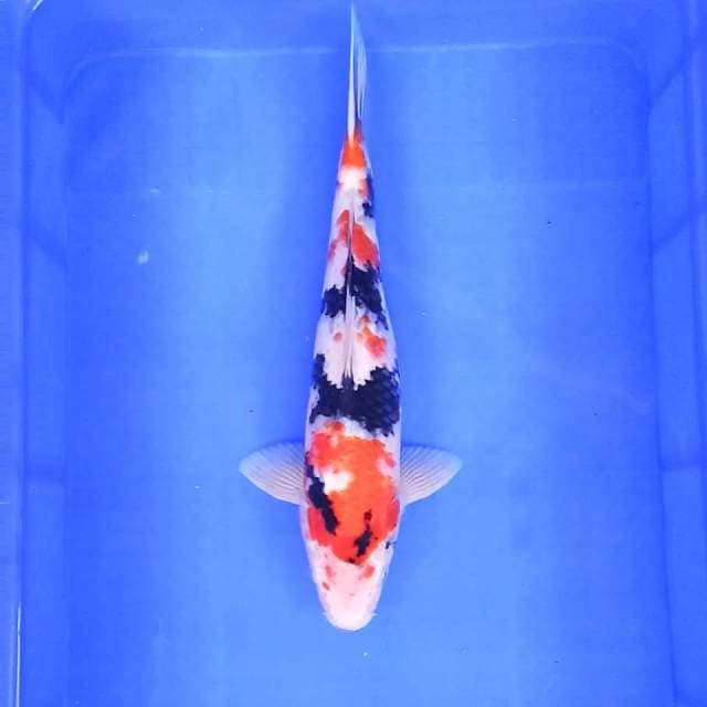 7. Showa Modern || 39 cm || Jantan