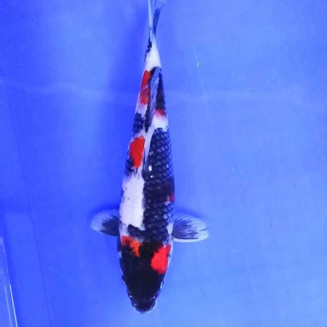 10. Showa || 31 cm