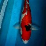Sanke Male 59cm..Mantapp