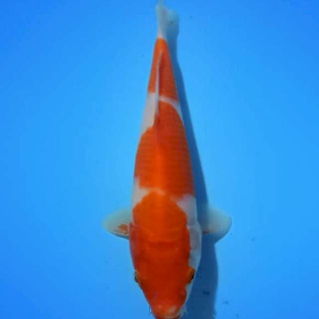 Kohaku 21cm