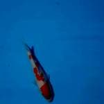 Kohaku patern mewah