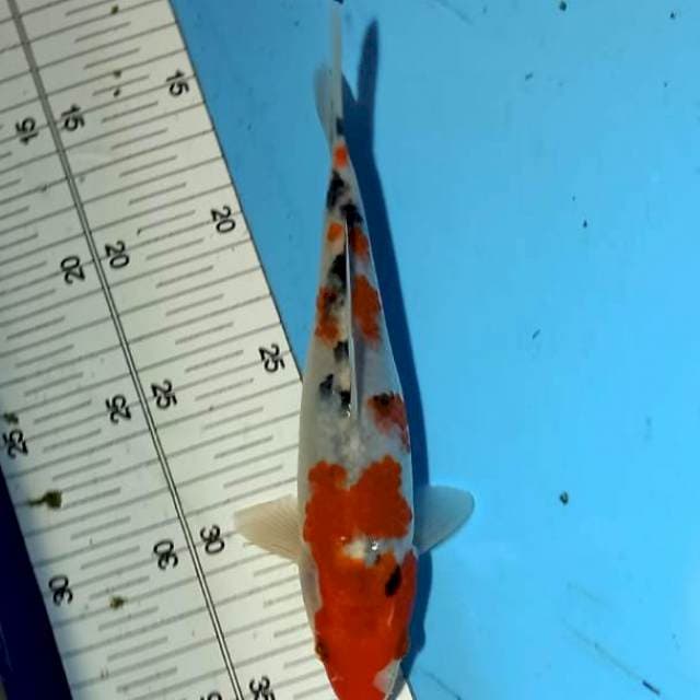 Sanke 21cm