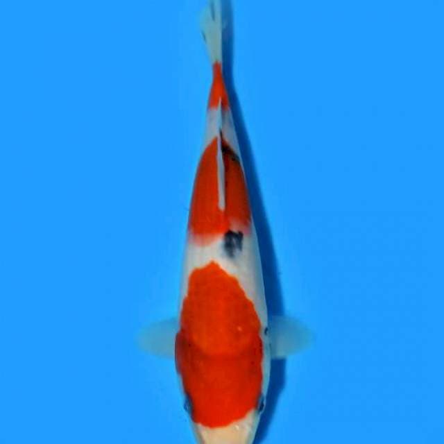 Sanke Tsuboasumi 21cm