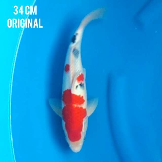 SANKE ORI 34 Cm