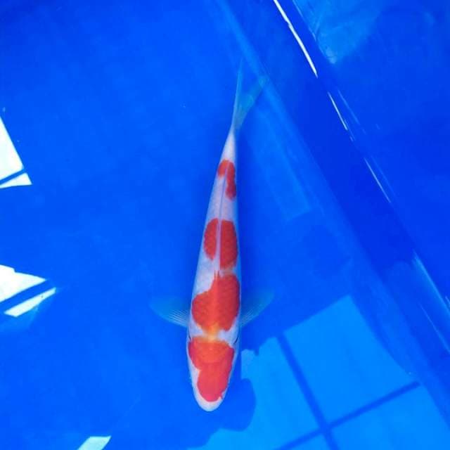 Kohaku 20cm