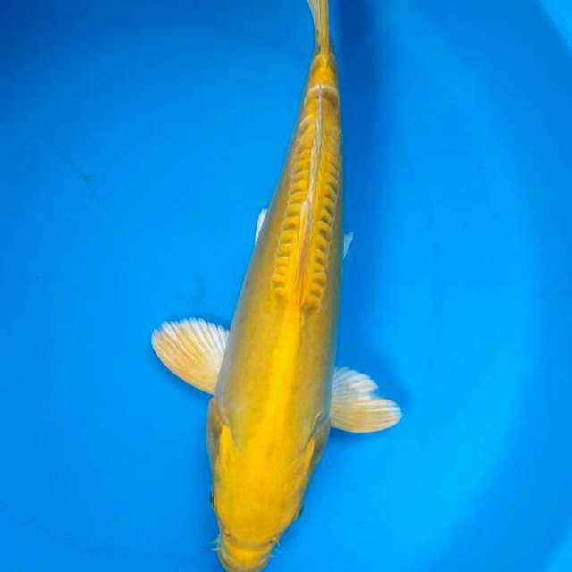 Sk kuning langsat