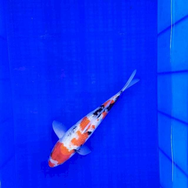 Showa Ginrin Male 32cm