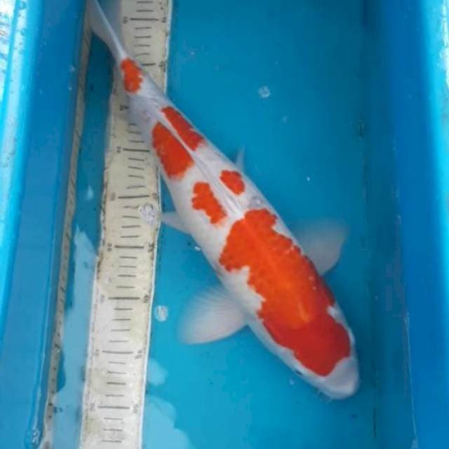 Kohaku 50 cm Male