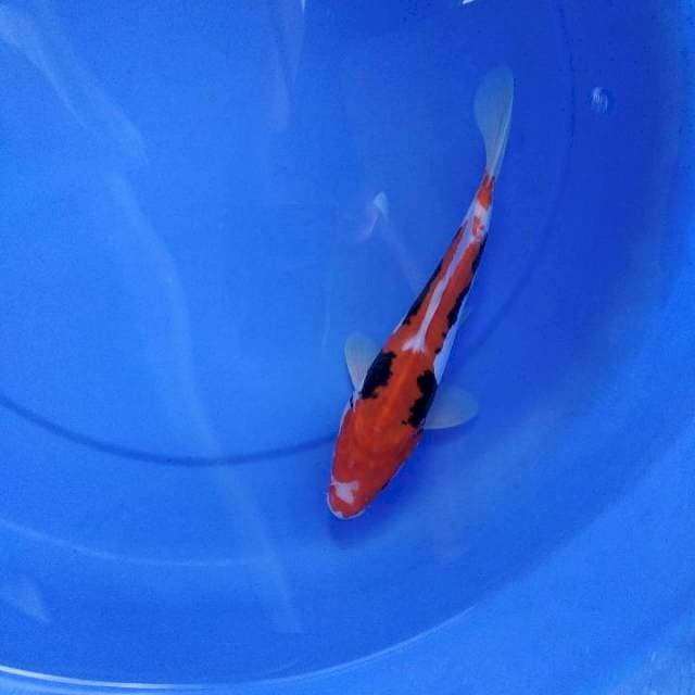 beni kumon 25 cm