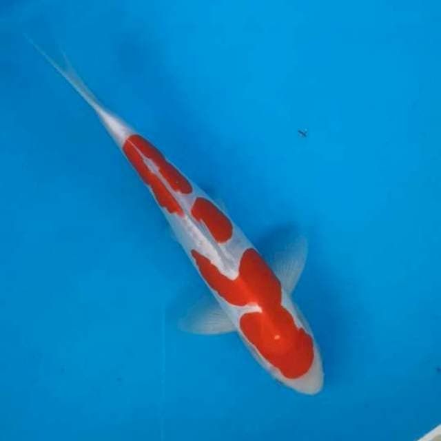 Kohaku mulus doit 27